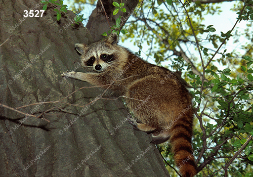 Northern Raccoon (Procyon lotor)